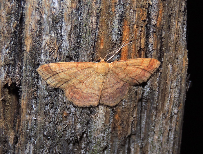 Scopula rubiginata Geometridae